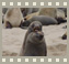 Video Pelsrobben Cape Cross, Namibië (0,6 Mb)